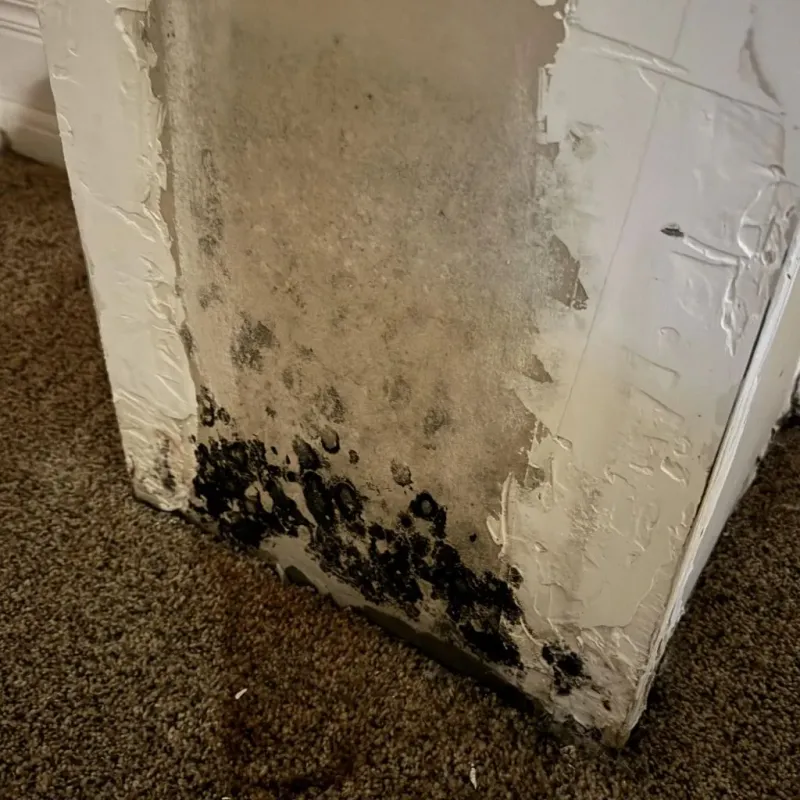 Professional Mold Removal in Laporte, CO